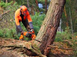 How Our Tree Care Process Works  in  Lake City, MN