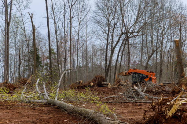 Lake City, MN Tree Services Company